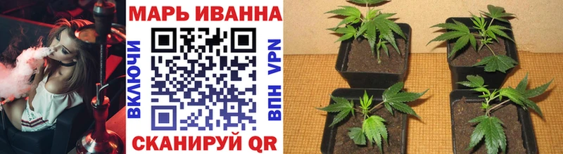 Конопля индика  Сертолово 